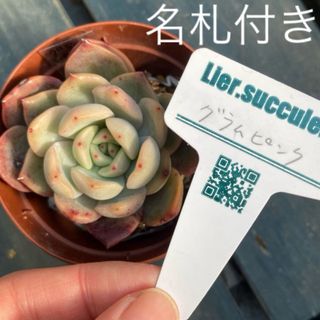 エケベリア　グラムピンク　名札付き　多肉植物　リエール苗　抜き苗　粉系(その他)