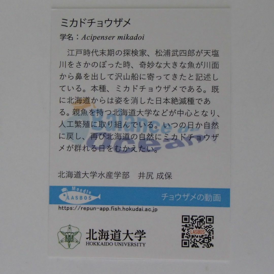 北海道大学　LASBOS card　030　ミカドチョウザメ　【1541】 エンタメ/ホビーのコレクション(印刷物)の商品写真
