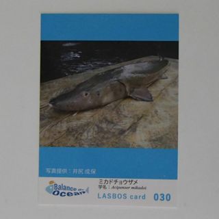 北海道大学　LASBOS card　030　ミカドチョウザメ　【1541】(印刷物)