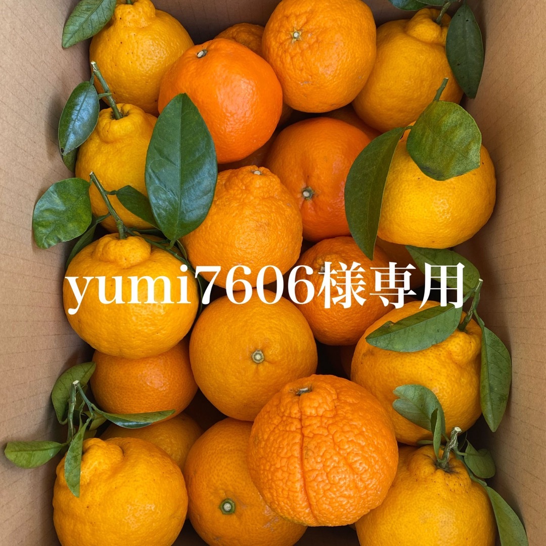 yumi7606様専用 食品/飲料/酒の食品(フルーツ)の商品写真