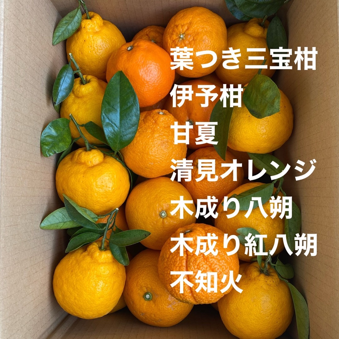 yumi7606様専用② 食品/飲料/酒の食品(フルーツ)の商品写真