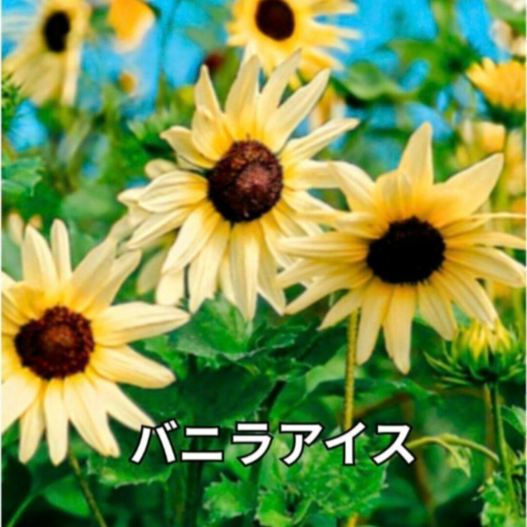 《夏のお庭に❁⃘*.゜》花の種 ひまわり 種  5種類 ハンドメイドのフラワー/ガーデン(その他)の商品写真