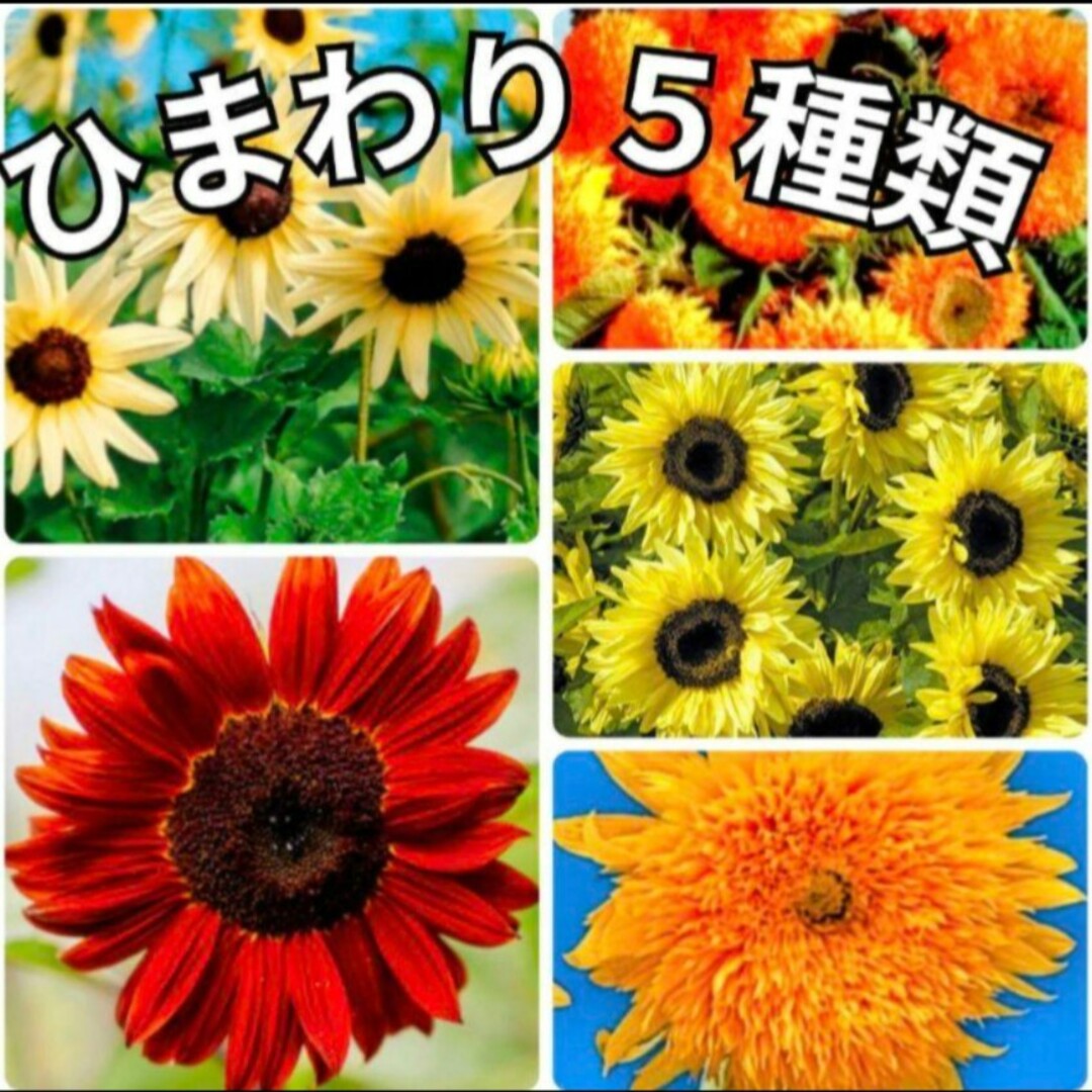 《夏のお庭に❁⃘*.゜》花の種 ひまわり 種  5種類 ハンドメイドのフラワー/ガーデン(その他)の商品写真