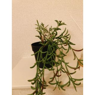 イケア(IKEA)のIKEA 観葉植物(置物)