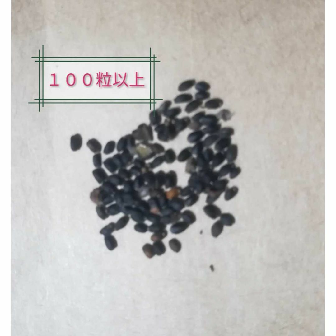  ■今が播き時■　ホーリーバジル　種　１００粒以上　オオヤ・トゥルシー　自然農法 ハンドメイドのフラワー/ガーデン(プランター)の商品写真