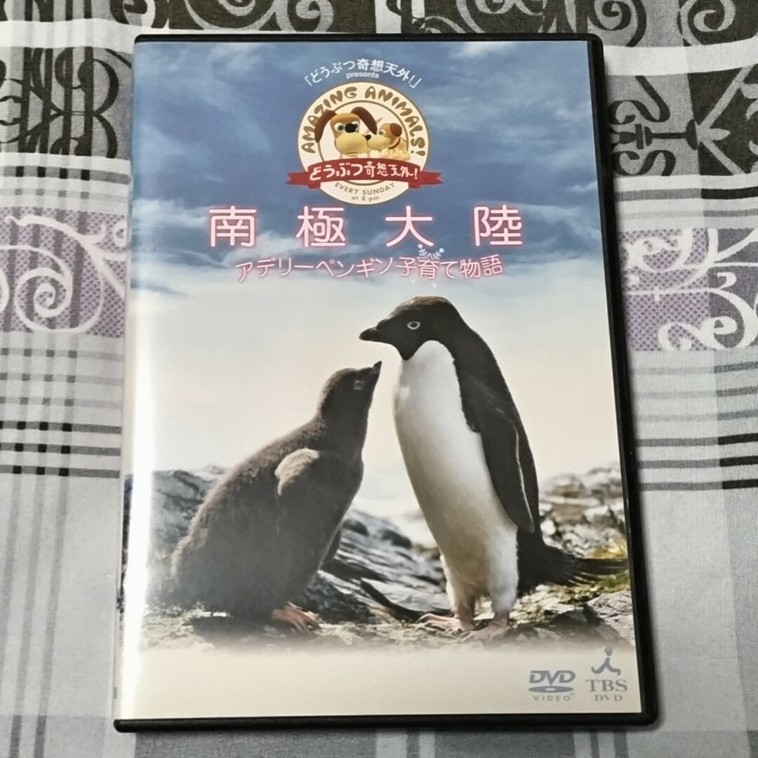 南極大陸　どうぶつ奇想天外　アデリーペンギン エンタメ/ホビーのDVD/ブルーレイ(趣味/実用)の商品写真