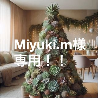 Miyuki.m様専用ページ！多肉バイキング10苗(その他)