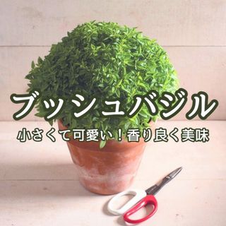 【ハーブの種】ブッシュバジル☆アフロバジル  花の種子 200粒以上！(プランター)