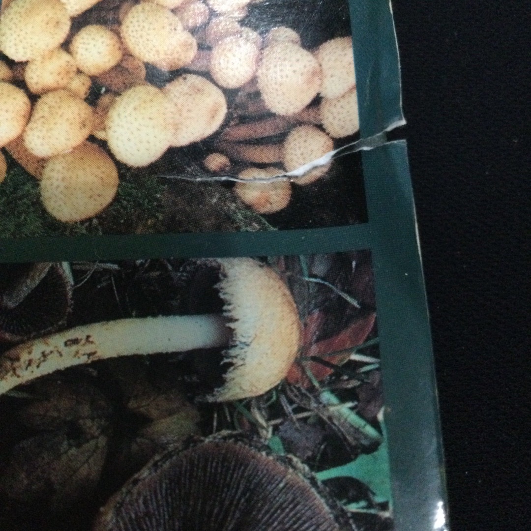 キノコ　北アメリカ　ヨーロッパ　図鑑　洋書　Mushroom マッシュルーム エンタメ/ホビーの本(洋書)の商品写真