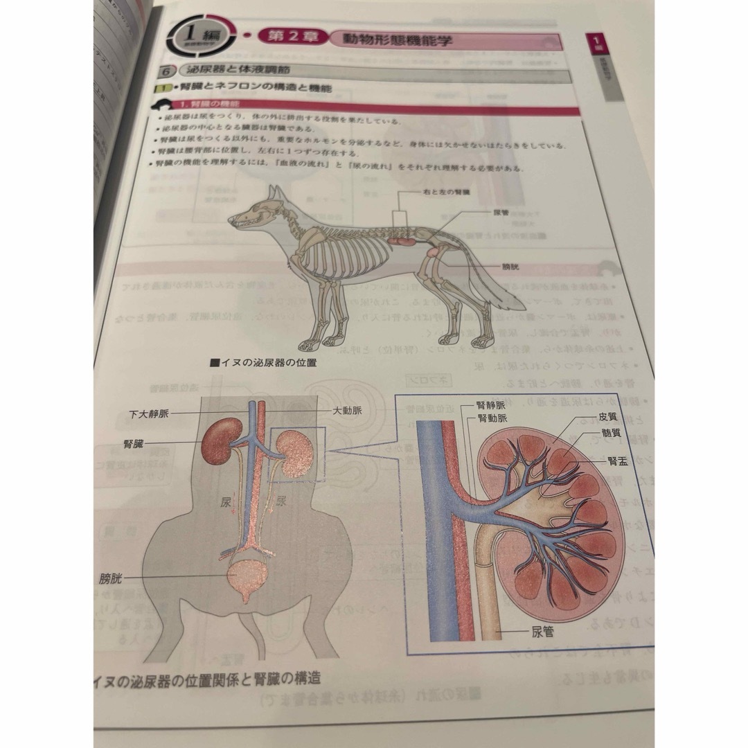 学研(ガッケン)の愛玩動物看護師国家試験  エンタメ/ホビーの本(資格/検定)の商品写真