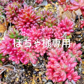 ぽちゃ様専用 / 多肉植物  紅葉中の《 オーロラ 》カット苗(その他)