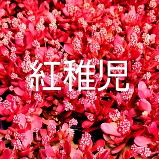 多肉植物  真っ赤な《 紅稚児》 抜き苗(その他)