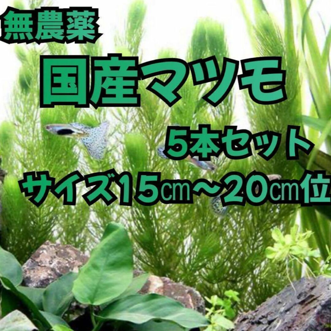 【無農薬】　国産マツモ　5本セット　エビ　金魚　熱帯魚 その他のペット用品(アクアリウム)の商品写真