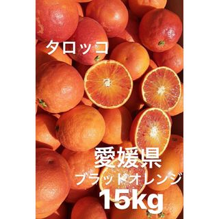 愛媛県産　ブラッドオレンジ　タロッコ　柑橘　15kg(フルーツ)