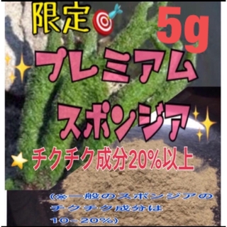  ★剥離あり◎大人気◎ロングセラー★プレミアムスポンジア★5g 大特価(その他)