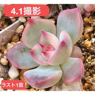 桃黒大福 抜き苗 葉挿し苗 レア品種 ラスト1苗です エケベリア 多肉植物(その他)