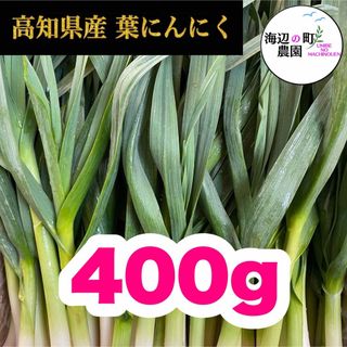 高知県産【高級食材♪葉ニンニク】400g  産地直送 野菜 農家直送 Mjo(野菜)