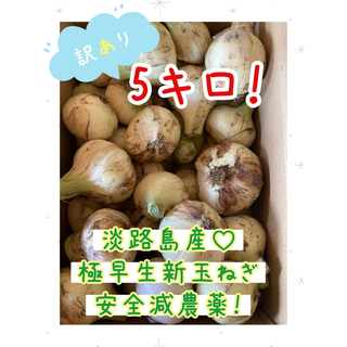 淡路島産♡新玉ねぎ！5キロ！おまけ付(野菜)