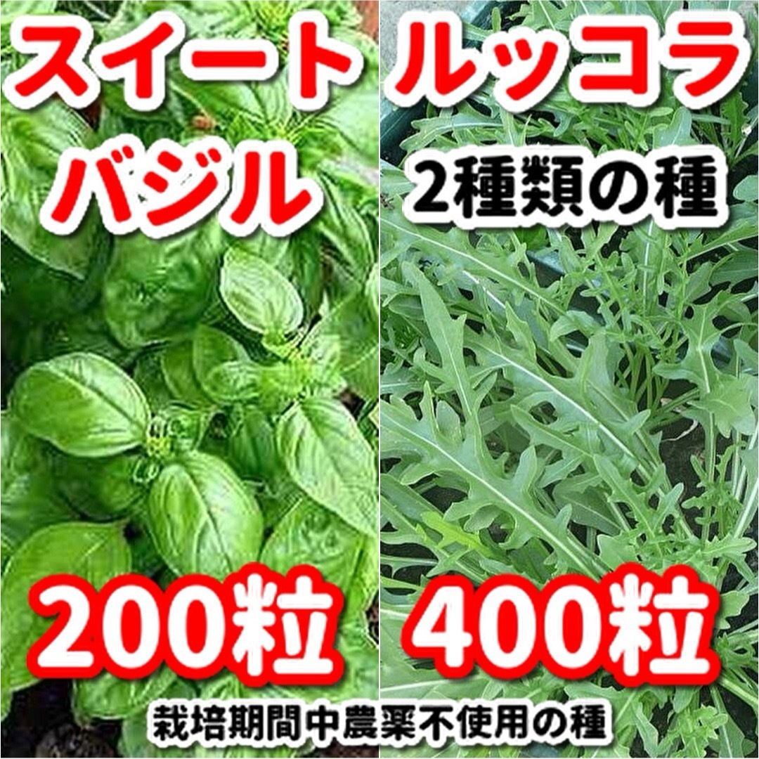 choppa様専用★スイートバジル＆ルッコラの種【2種類セット】＋他1セット 食品/飲料/酒の食品(野菜)の商品写真