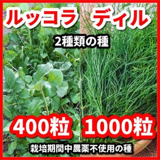 ディル＆ルッコラの種【2種類セット】★栽培期間中農薬不使用の種★令和5年9月産(その他)