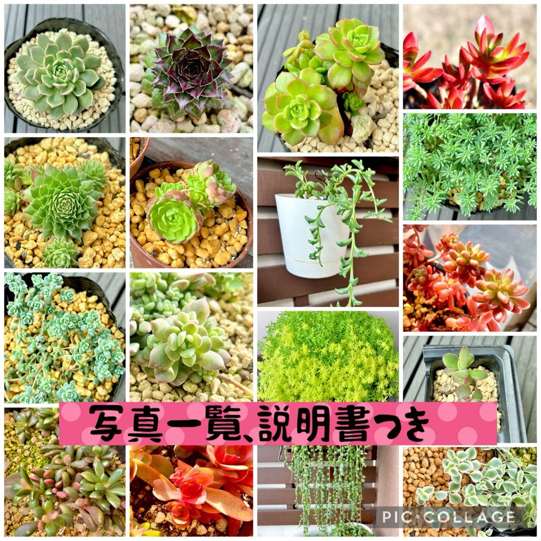 2つセット　多肉植物　カット苗　寄せ植え　名前一覧付き ハンドメイドのフラワー/ガーデン(その他)の商品写真