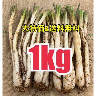 群馬県産 朝採り 新鮮 ハウス栽培 きゅうり1.2㎏送料込 日付指定不可の