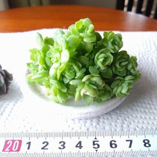 多肉植物🌱エトリアル群生💕抜き苗🌱寄せ植え　寄植え　セット(その他)