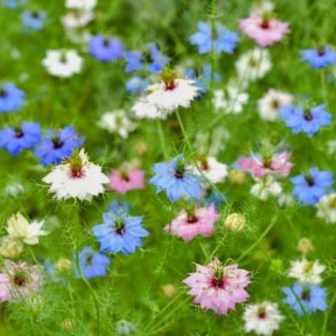 【花の種】ニゲラ☆クロタネソウ 混色種子 300粒以上！切花 ドライフラワー ハンドメイドのフラワー/ガーデン(プランター)の商品写真