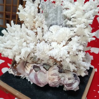 珊瑚&貝のオブジェ(置物)