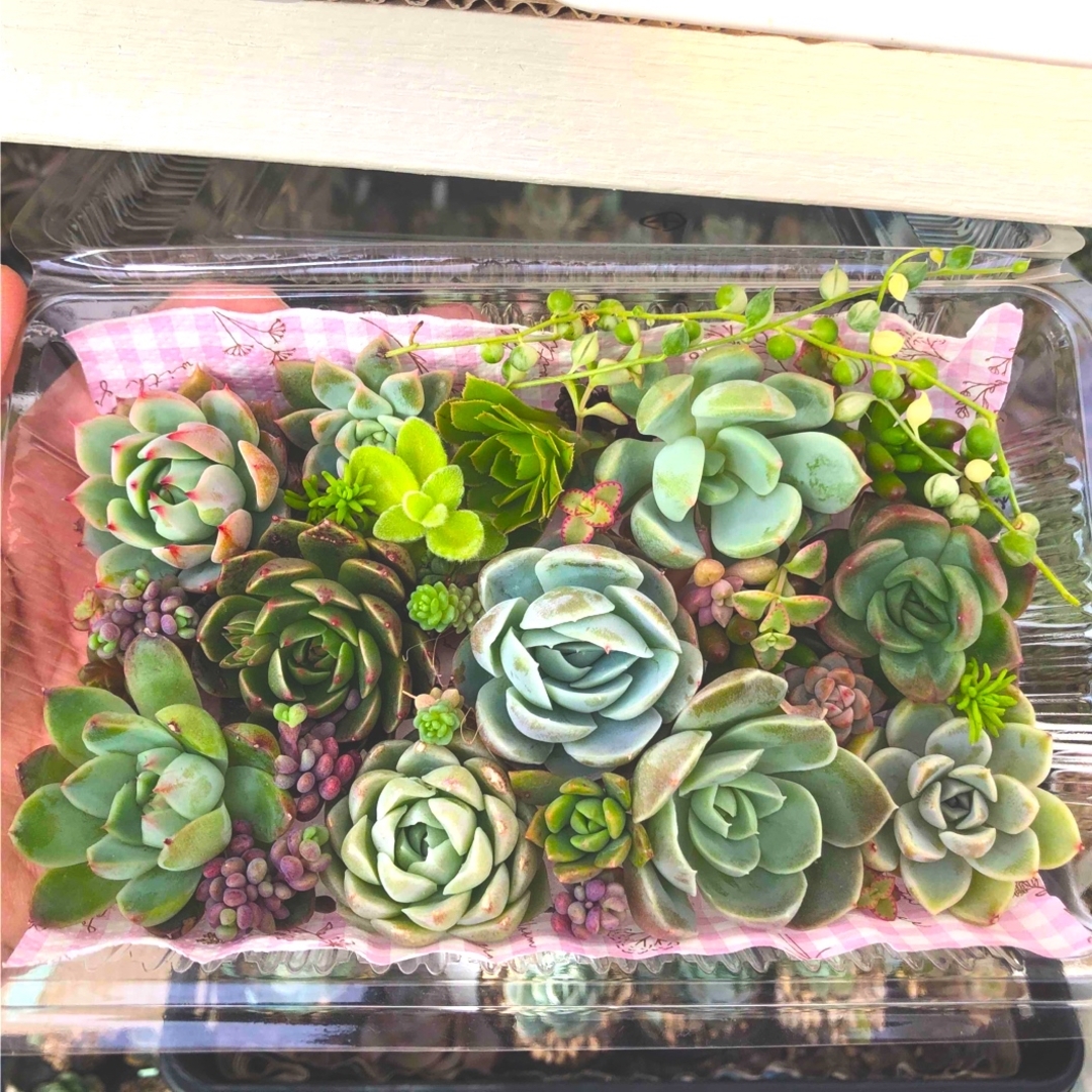 多肉植物カット苗☆寄せ植え ハンドメイドのフラワー/ガーデン(その他)の商品写真