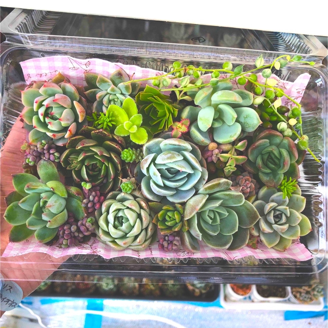 多肉植物カット苗☆寄せ植え ハンドメイドのフラワー/ガーデン(その他)の商品写真