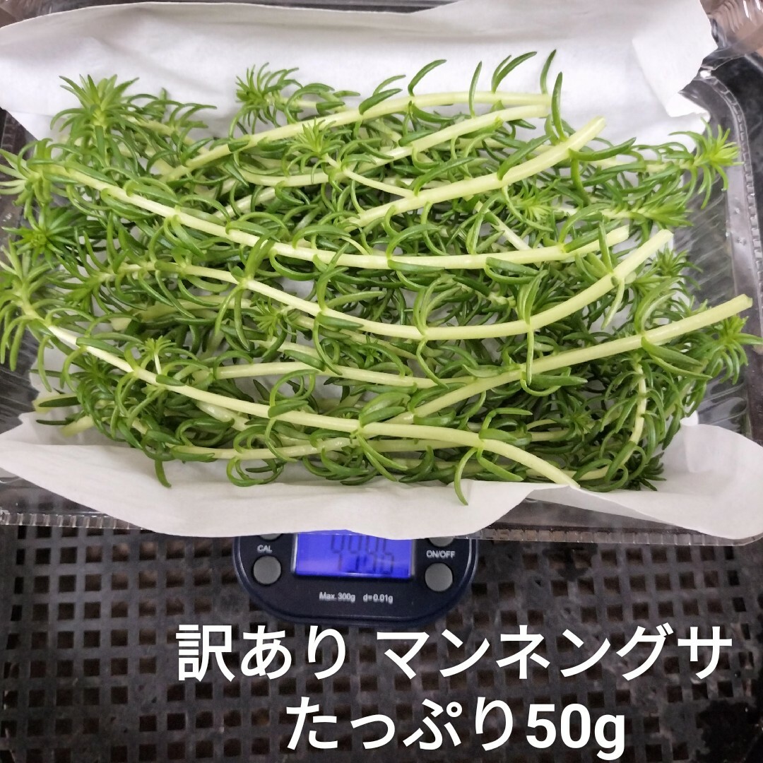 訳あり 多肉 マンネングサ たっぷり50g 大容量パック 多肉植物 セダム ハンドメイドのフラワー/ガーデン(プランター)の商品写真