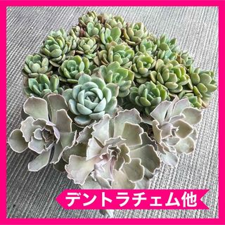 多肉植物 デントラチェム他 抜き苗全量(その他)