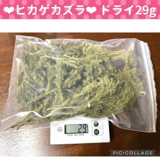 【ヒカゲノカズラ】ドライフラワー　約29g(ドライフラワー)