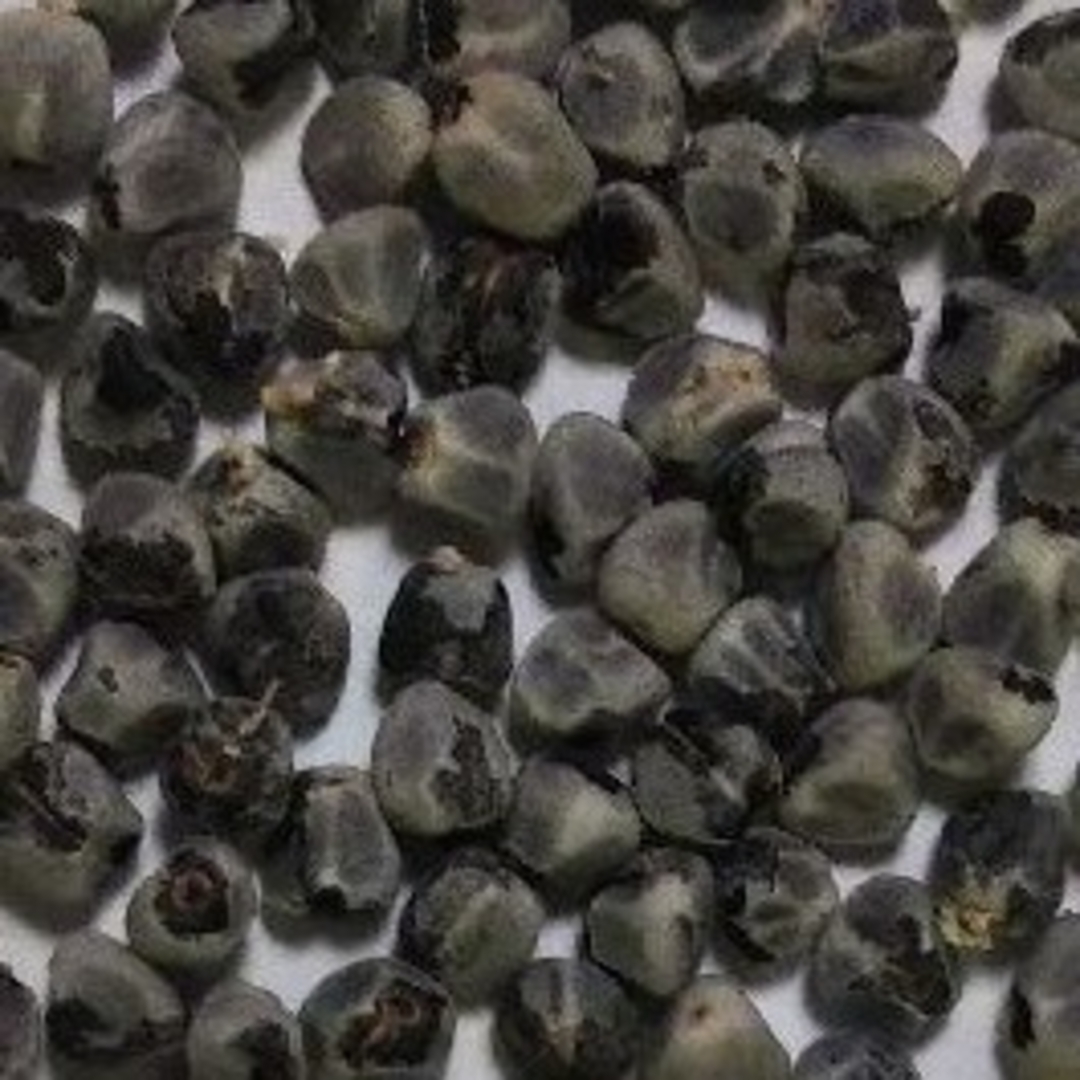 RN72  月桃の種10ml 約200粒 沖縄ハーブ ゲットウseed ハンドメイドの素材/材料(各種パーツ)の商品写真