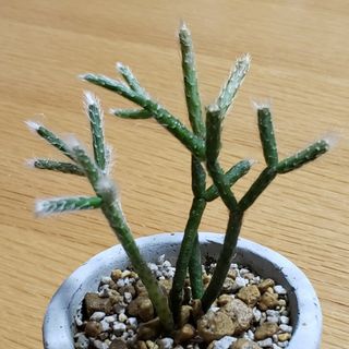 多肉植物 サボテン リプサリス ピロガルパ(その他)