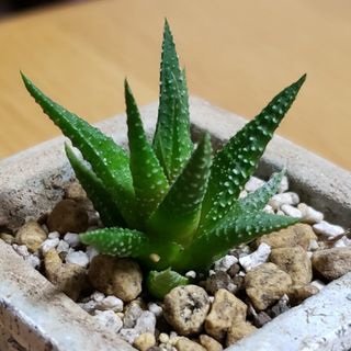 多肉植物  ハオルチア   十二の巻(その他)