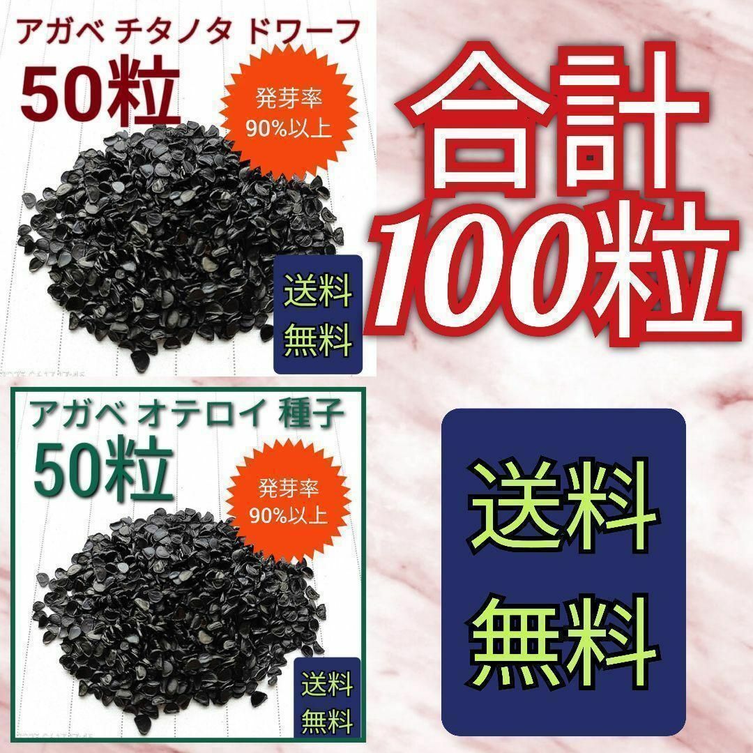 【特別価格】アガベ　チタノタドワーフの種子　50粒　オテロイの種子　50粒 ハンドメイドのフラワー/ガーデン(その他)の商品写真