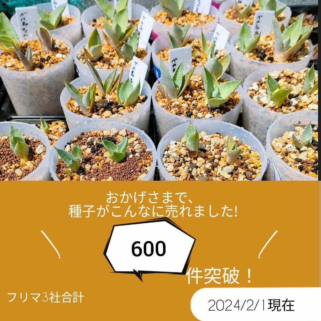 【特別価格】アガベ　チタノタドワーフの種子　50粒　オテロイの種子　50粒 ハンドメイドのフラワー/ガーデン(その他)の商品写真