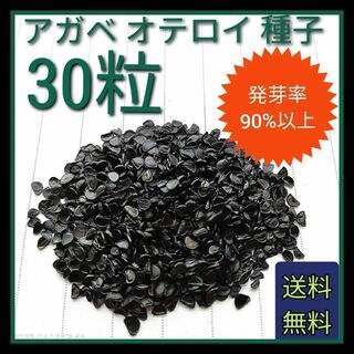 【即購入可】人気品種　アガベ　オテロイの種子 30粒(その他)