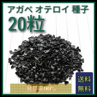 【即購入可】人気品種　アガベ　オテロイの種子　20粒(その他)