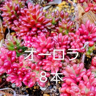 多肉植物  紅葉中の《 オーロラ 》カット苗(その他)