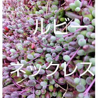 多肉植物ルビーネックレス カット苗(その他)