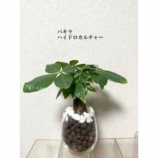 パキラ　ハイドロカルチャー　観葉植物(ドライフラワー)