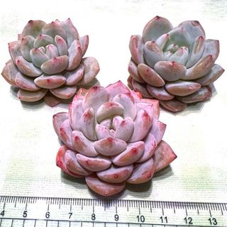 多肉植物 ECHEVERIA ピンクモンロー 1苗 カット苗(その他)