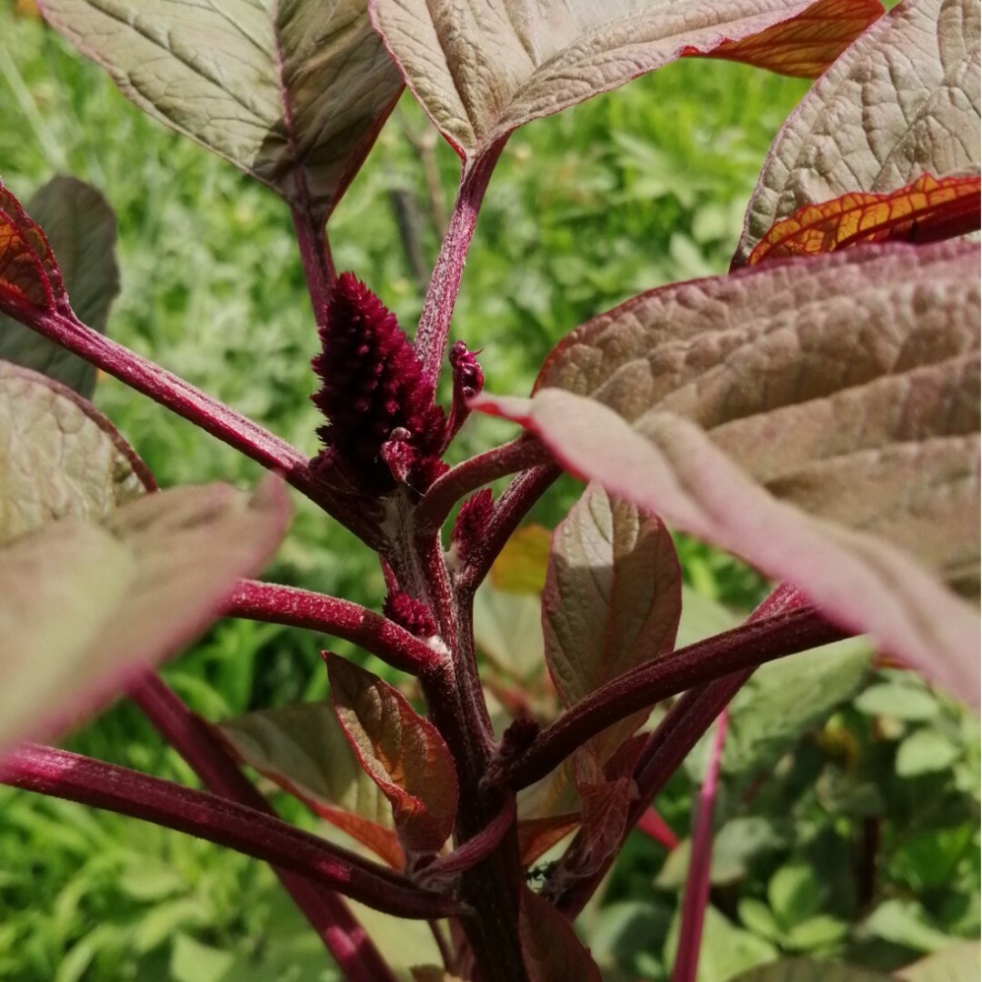 【自然農】アマランサスの種ミックス　たっぷり3g 雑穀　園芸　家庭菜園におすすめ エンタメ/ホビーのエンタメ その他(その他)の商品写真