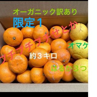 せとか約3キロ　はるか３つ付きオーガニック訳あり(フルーツ)