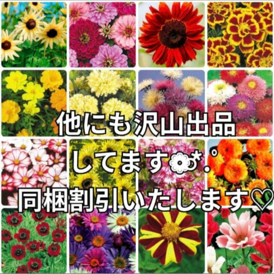 《夏の定番のお花 珍しい品種⚠️》花の種 ひまわり 種  5種類 ハンドメイドのフラワー/ガーデン(その他)の商品写真