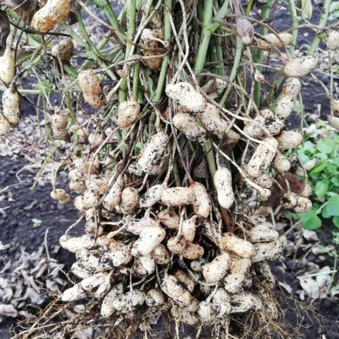 一子相伝の希少種　煎りピーナッツ150年落花生　250ｇ×2袋　群馬県産　無農薬 食品/飲料/酒の食品(その他)の商品写真