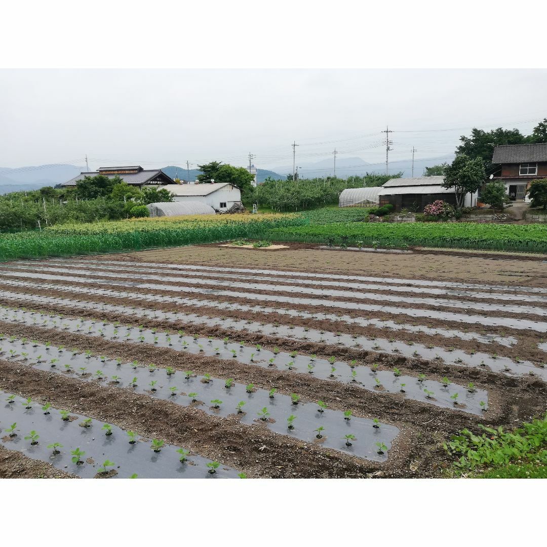 一子相伝の希少種　煎りピーナッツ150年落花生　250ｇ×2袋　群馬県産　無農薬 食品/飲料/酒の食品(その他)の商品写真